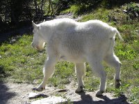 DSCN8911  He was in great shape!