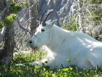 DSCN8918  Another billy or the same one?