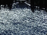 DSCN8921  Sparkling in the light and the wind!