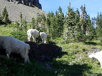 DSCN8938  a mother-child reunion