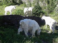 DSCN8942  Three of &#39;em!