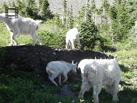 DSCN8943  Goats in action