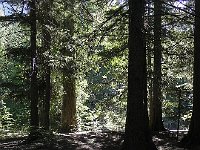 DSCN8992  We were heady for Avalanche Lake through the forest