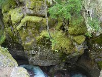 DSCN8994  overgrown with moss