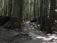 DSCN8997  The forest is dense!