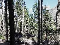 DSCN9005  Signs of avalanche