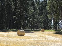 DSCN9022  Wheatstraw