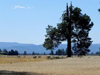 DSCN9025  Old Ponderosa