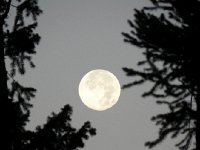 DSCN9046  Full moon at dawn