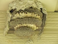 DSCN9061  wasp nest