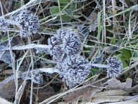 DSCN0976  Frost is a feature all around us