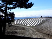 DSCN0984  Patterns on the lavender