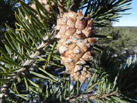 DSCN1021  pine cone art