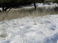 DSCN1052  snowy pastures