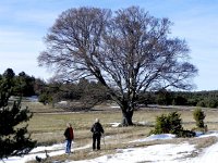 DSCN1054  great old beech tree