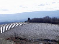 DSCN1067  field patterns 3