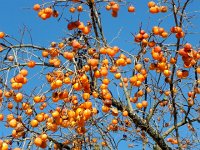 DSCN1125  Persimmon art