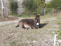 DSCN1181  Later in the afternoon we went for a walk and found some cute donkeys