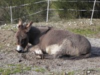 DSCN1182  snoozy donkey