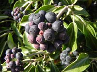 DSCN1183  Nature as art