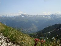 DSC05611  flowers in the mountains
