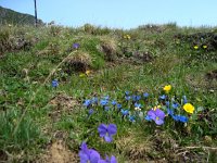 DSC05614  in sections the ground was a carpet of flowers