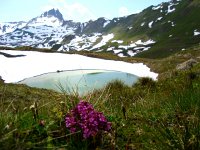 DSC05616  flowers and ponds in the mountains