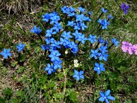 DSC05623  irredescent (flower name?)