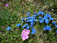 DSC05624  carpets of flowers