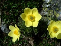 DSC05632  a patch of yellow