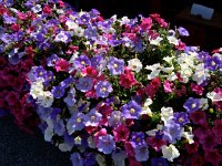 DSC05667  Petunias are always beautiful in Vissoie