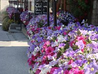 DSC05668  Petunias in Vissoie