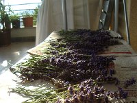 DSC05683  then we harvest some lavender from the Residence Grand Bleu property