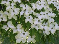 DSCN7615  Chinese dogwood