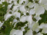 DSCN7616  Reminds Christine of Tennessee