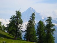 DSC06269  Bietschhorn and larches