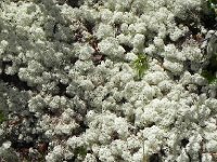 DSCN7984 bis  I had never seen a lichen ground cover