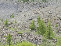 DSCN7990  with colonizing vegetation