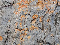DSCN7996  more lichen