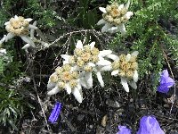 DSCN8001  edelweiss!
