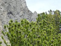 DSCN8012  Siberian stone pine cones