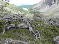 DSCN8021  treeline has moved several times here