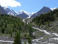 DSCN8032  a mixture of larch and pine