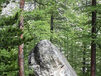DSCN8040  a boulder that fell off the cliff above but landed in the forest without damaging any of the neighboring trees!