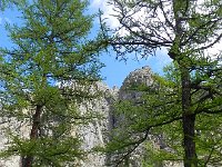 DSCN8041  larches and source of boulders