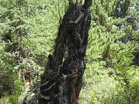 DSCN8056  Permafrost is omnipresent and so trees just root in the active zone, the top 10-20 cm of soil