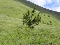 DSCN8062  and young trees invading the alpine