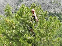 DSCN8074  and time to harvest some cones for boiling and eating later