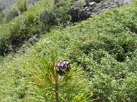 DSCN8079  we set up this photo as stone pine must be at least 20 years old before they form cones.  We were trying to trick Dimitry
