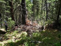 DSCN8081  Down lower on the slope we are back in the forest